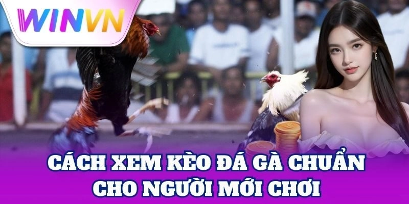Cách Xem Kèo Đá Gà – Mẹo Nhận Biết Kèo Thơm Chuẩn Đét 1 Cách Xem Kèo Đá Gà chuẩn cho người mới chơi